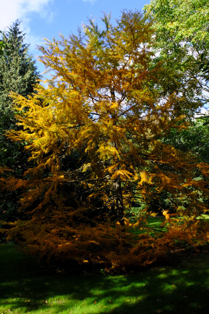 Photo of Pseudolarix amabilis (Golden larch) Photo of Pseudolarix amabilis (Golden larch)