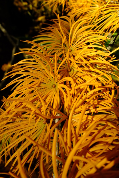 October close-up photo