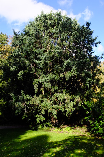 October tree photo