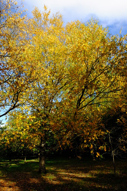 Photo of Betula papyrifera