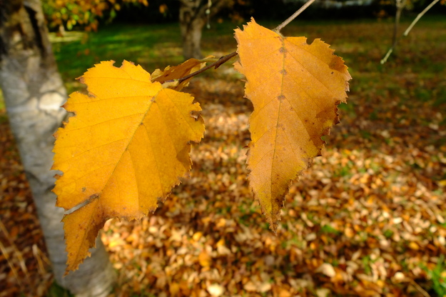 October close-up photo