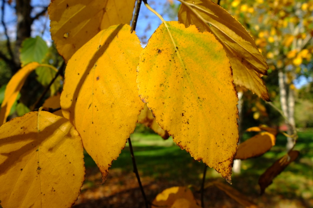October close-up photo