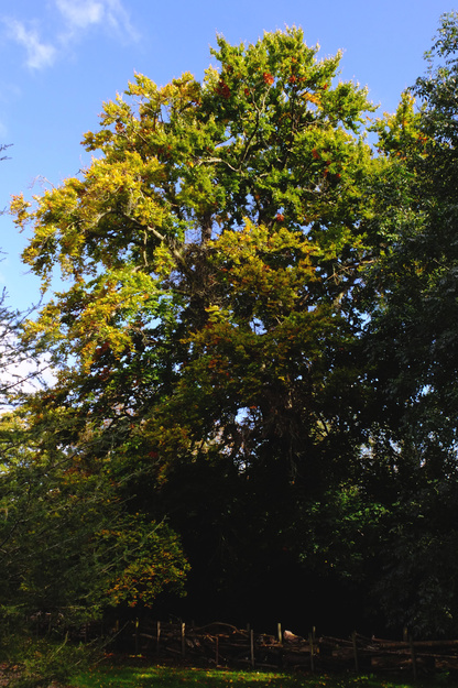October tree photo
