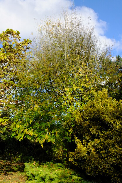 Harris Garden tree photo
