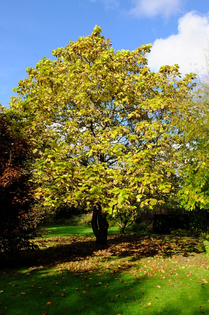 Harris Garden tree photo