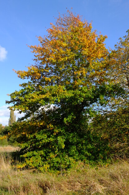 October tree photo