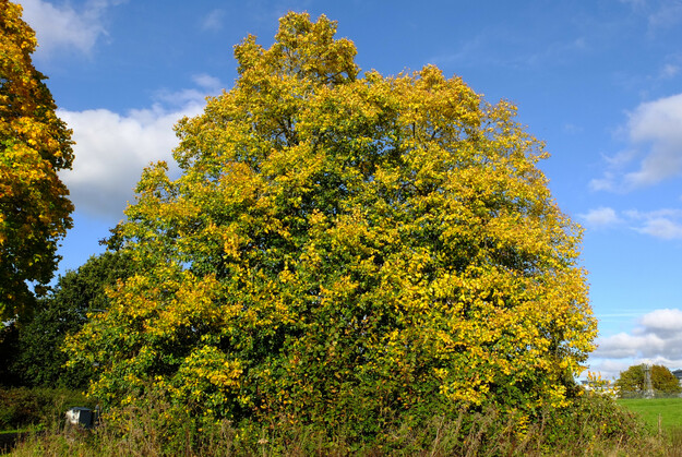 Causeway Bridge tree photo