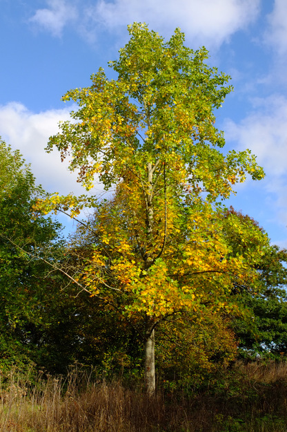 October tree photo