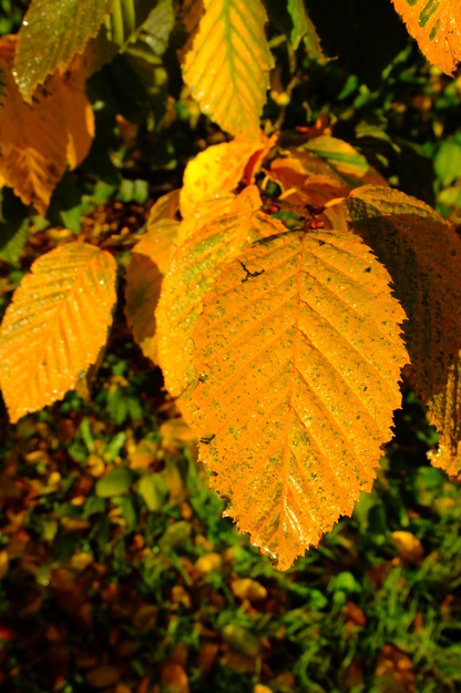 October close-up photo