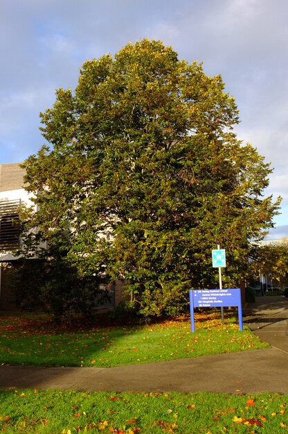 October tree photo