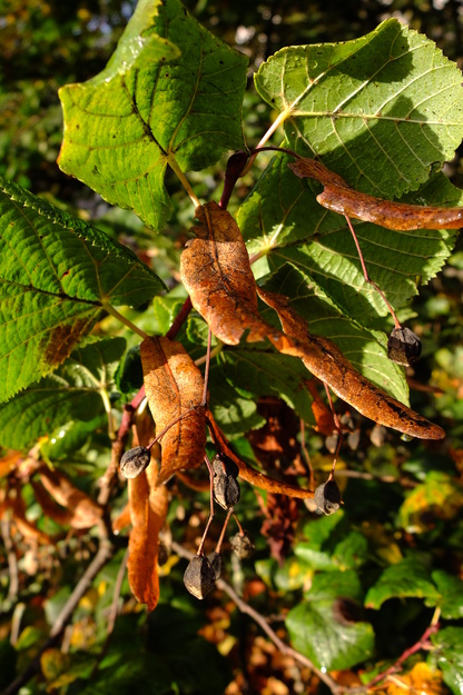 October close-up photo