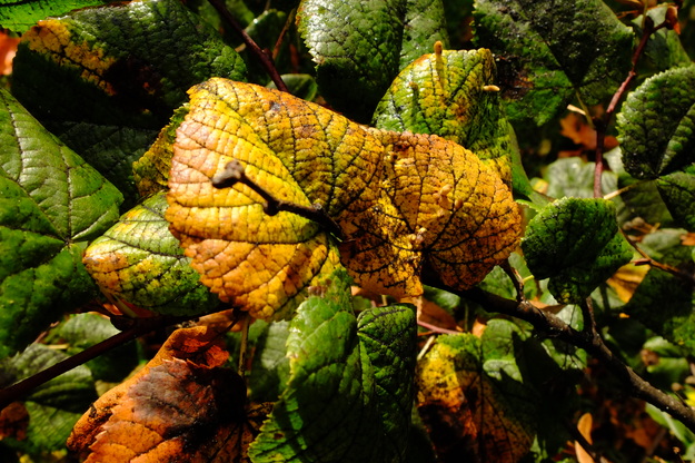 October close-up photo