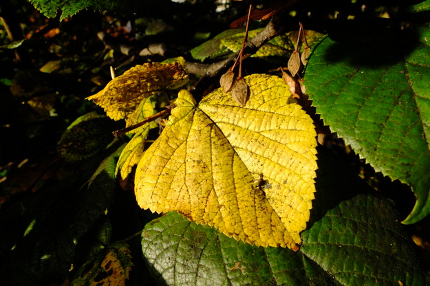 October close-up photo