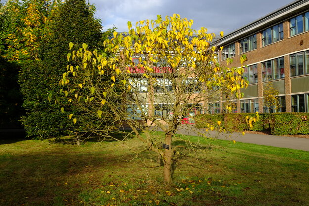 October tree photo
