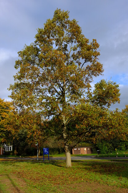 Thomson North tree photo