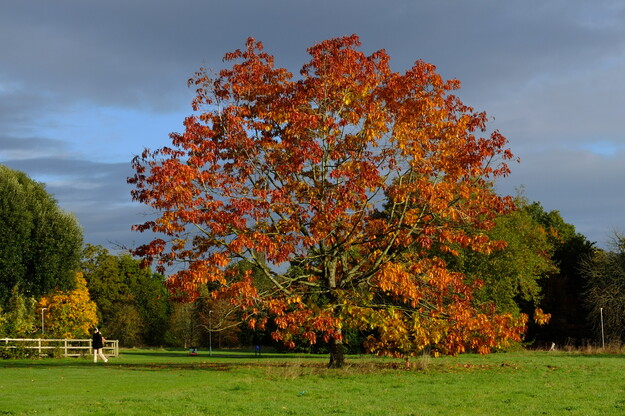 Park meadow tree photo