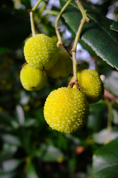 October close-up photo