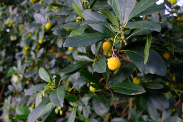 October close-up photo