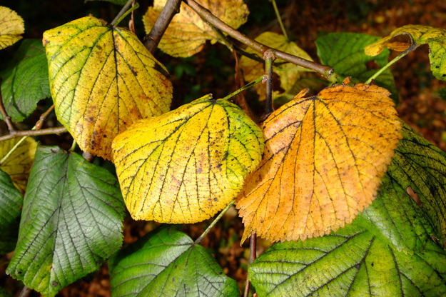October close-up photo