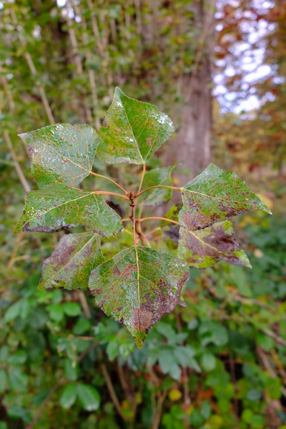 October close-up photo