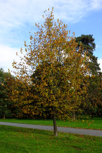 Childs lawn tree photo