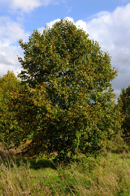 October tree photo