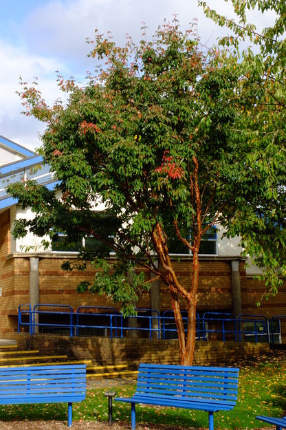 October tree photo