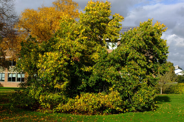 Photo of Tilia henryana