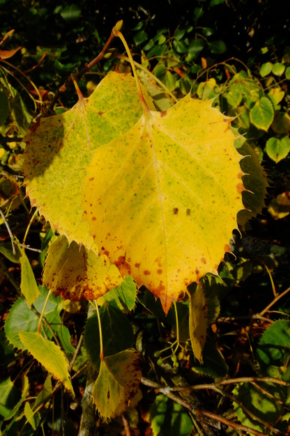 October close-up photo
