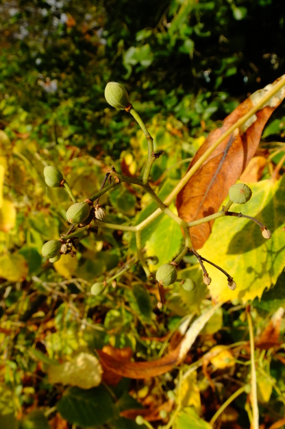 October close-up photo