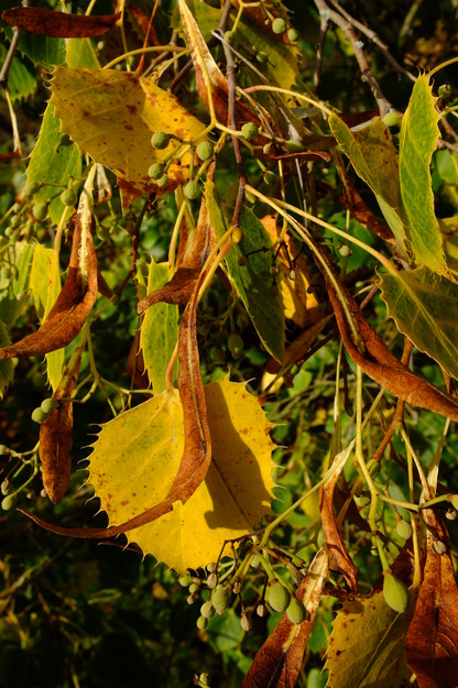October close-up photo