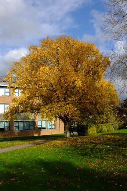 Whiteknights Quad tree photo