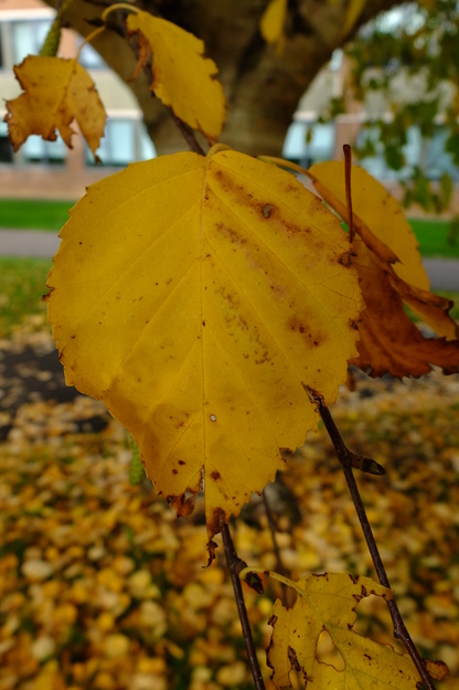 October close-up photo