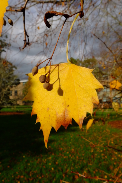 October close-up photo