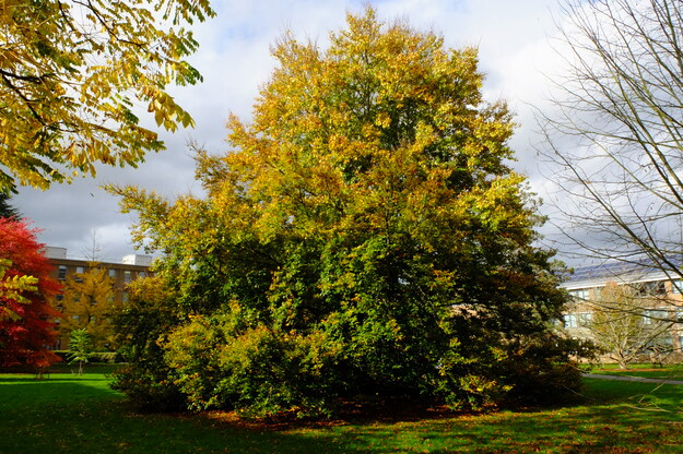 October tree photo
