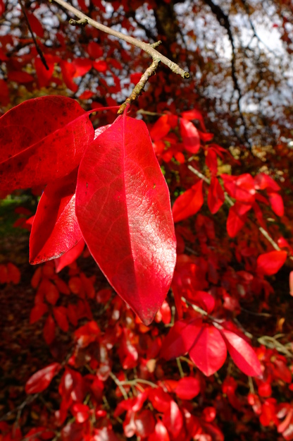 October close-up photo