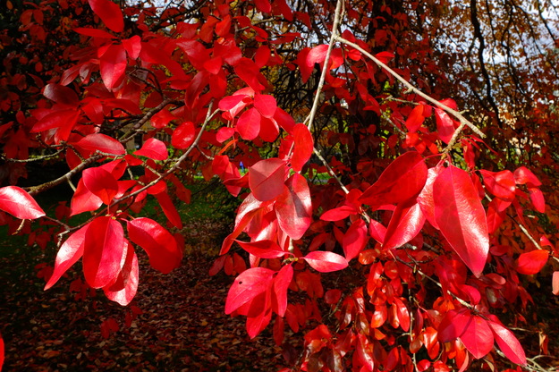 October close-up photo