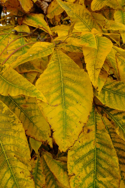 October close-up photo
