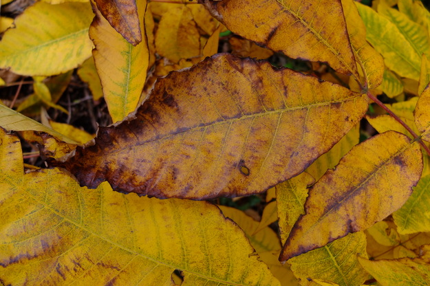 October close-up photo