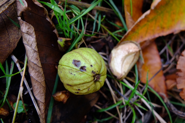 October close-up photo