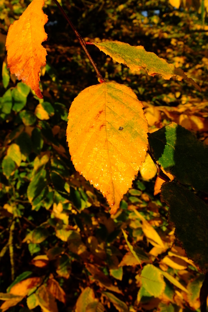 October close-up photo