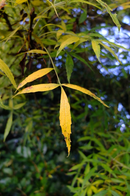 October close-up photo