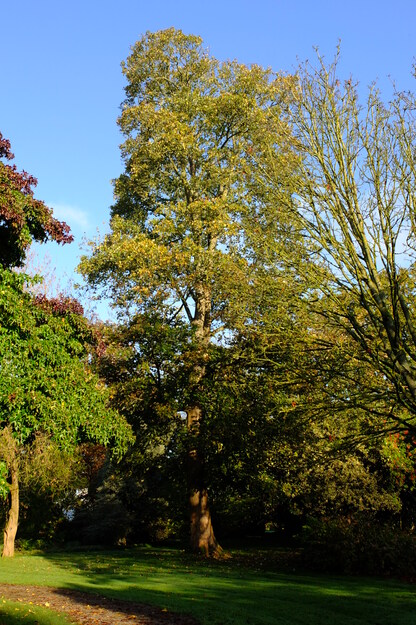 Photo of Acer pseudoplatanus