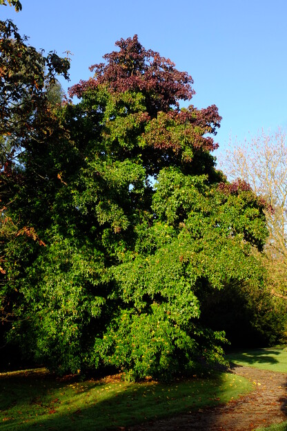 Harris Garden tree photo
