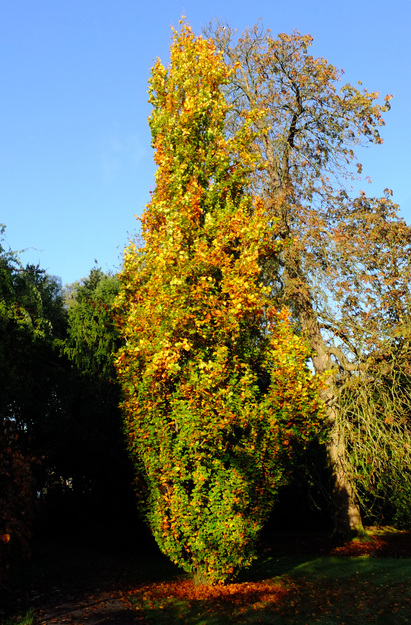 Photo of Fagus sylvatica cultivar