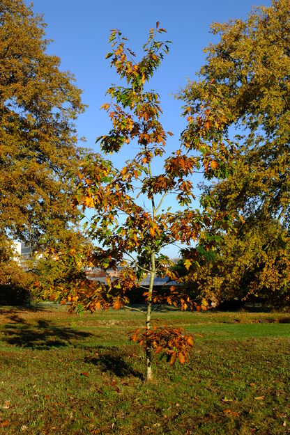 Harris Garden tree photo