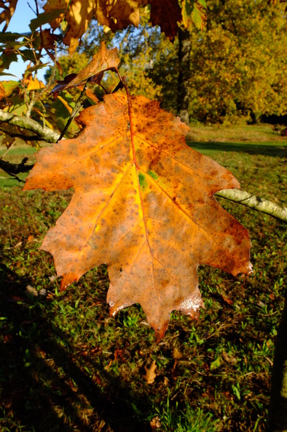 October close-up photo