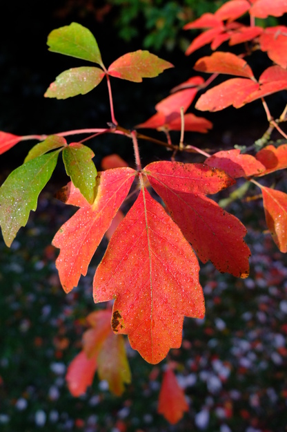 October close-up photo