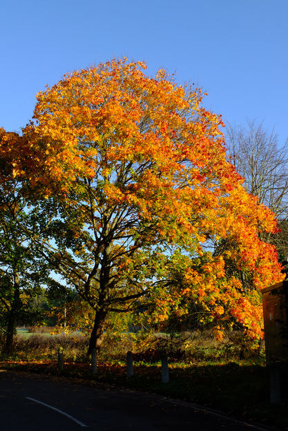 Southern meadow tree photo