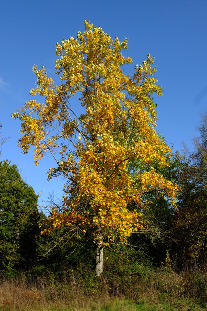 East lake park tree photo